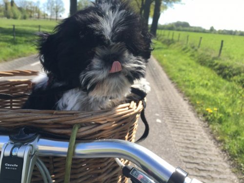 Werknemer in de spotlight: Femke